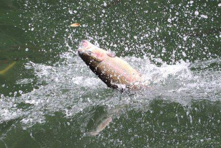 小菅トラウトガーデン 釣果