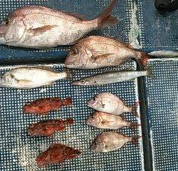 フィッシングガイド りょう 釣果