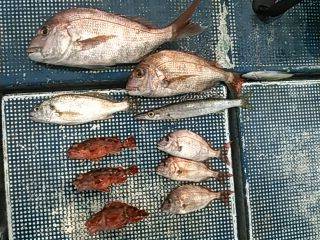 フィッシングガイド りょう 釣果