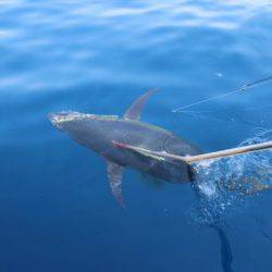 へいみつ丸 釣果