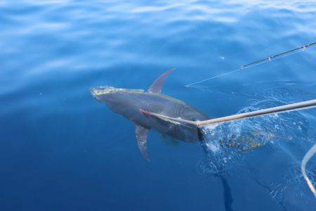 へいみつ丸 釣果