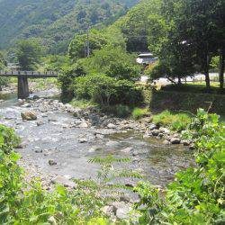 狩野川(狩野川漁業協同組合) 釣果