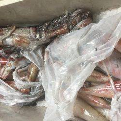 幸風（さちかぜ） 釣果