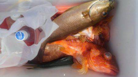 遊漁船 新鋭丸 釣果