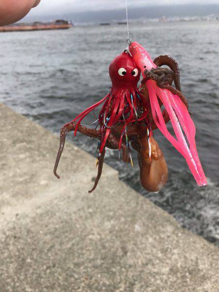 旧一文字のマダコ