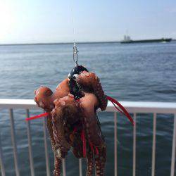 ツバス諦めてタコ