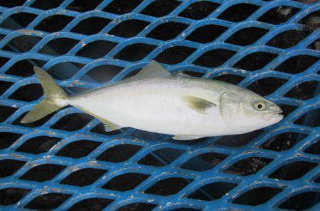 オリジナルメーカー海づり公園(市原市海づり…