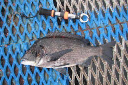 オリジナルメーカー海づり公園(市原市海づり…