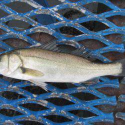 オリジナルメーカー海づり公園(市原市海づり施設) 釣果