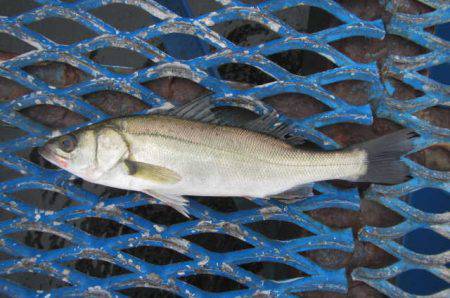 オリジナルメーカー海づり公園(市原市海づり施設) 釣果