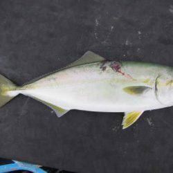 オリジナルメーカー海づり公園(市原市海づり施設) 釣果