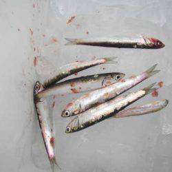 オリジナルメーカー海づり公園(市原市海づり施設) 釣果