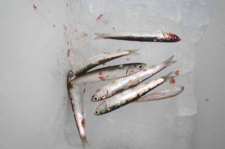 オリジナルメーカー海づり公園(市原市海づり施設) 釣果