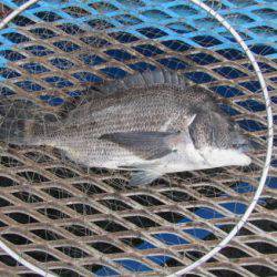 オリジナルメーカー海づり公園(市原市海づり施設) 釣果