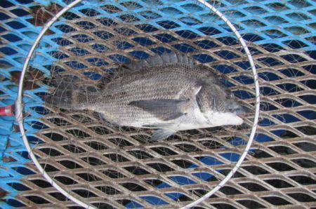 オリジナルメーカー海づり公園(市原市海づり…