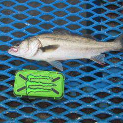 オリジナルメーカー海づり公園(市原市海づり施設) 釣果