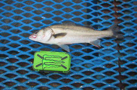 オリジナルメーカー海づり公園(市原市海づり施設) 釣果