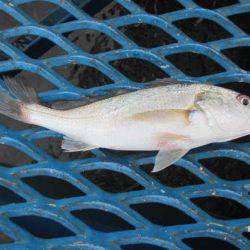 オリジナルメーカー海づり公園(市原市海づり施設) 釣果