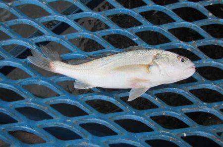 オリジナルメーカー海づり公園(市原市海づり施設) 釣果
