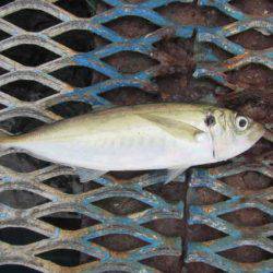 オリジナルメーカー海づり公園(市原市海づり施設) 釣果