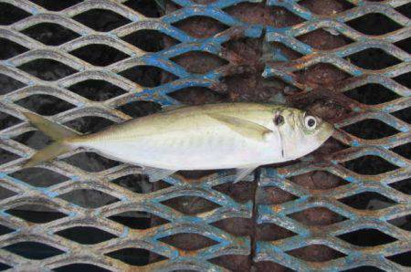 オリジナルメーカー海づり公園(市原市海づり施設) 釣果