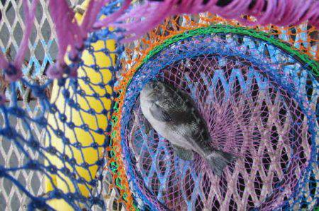 オリジナルメーカー海づり公園(市原市海づり施設) 釣果