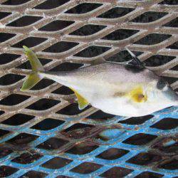 オリジナルメーカー海づり公園(市原市海づり施設) 釣果