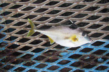 オリジナルメーカー海づり公園(市原市海づり施設) 釣果