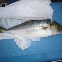 オリジナルメーカー海づり公園(市原市海づり施設) 釣果