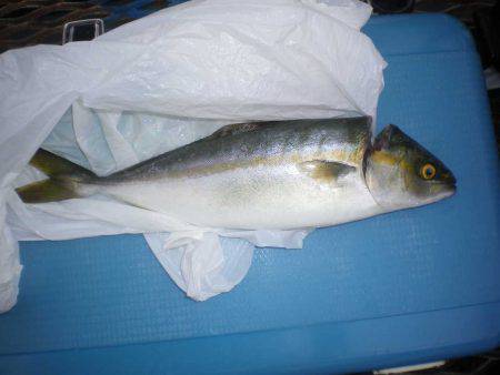 オリジナルメーカー海づり公園(市原市海づり施設) 釣果