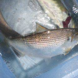 オリジナルメーカー海づり公園(市原市海づり施設) 釣果