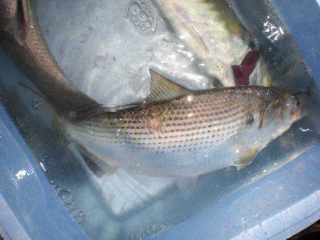 オリジナルメーカー海づり公園(市原市海づり施設) 釣果