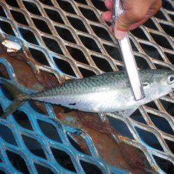 オリジナルメーカー海づり公園(市原市海づり施設) 釣果