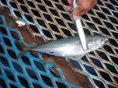 オリジナルメーカー海づり公園(市原市海づり施設) 釣果