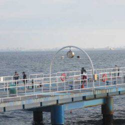 オリジナルメーカー海づり公園(市原市海づり施設) 釣果