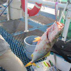 オリジナルメーカー海づり公園(市原市海づり施設) 釣果