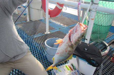 オリジナルメーカー海づり公園(市原市海づり施設) 釣果