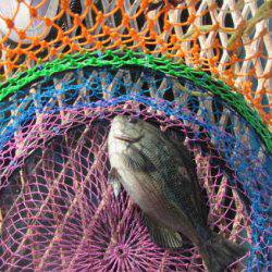 オリジナルメーカー海づり公園(市原市海づり施設) 釣果