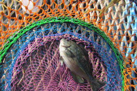 オリジナルメーカー海づり公園(市原市海づり施設) 釣果