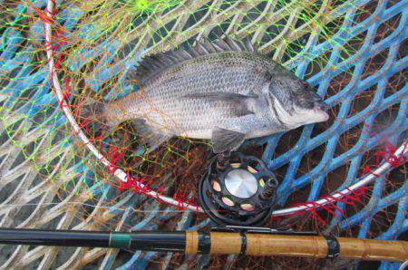 オリジナルメーカー海づり公園(市原市海づり施設) 釣果
