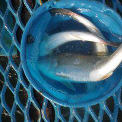 オリジナルメーカー海づり公園(市原市海づり施設) 釣果