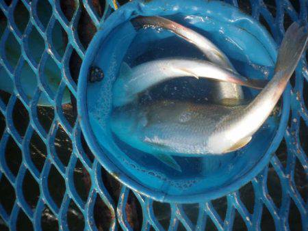 オリジナルメーカー海づり公園(市原市海づり施設) 釣果