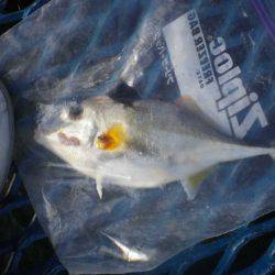 オリジナルメーカー海づり公園(市原市海づり施設) 釣果