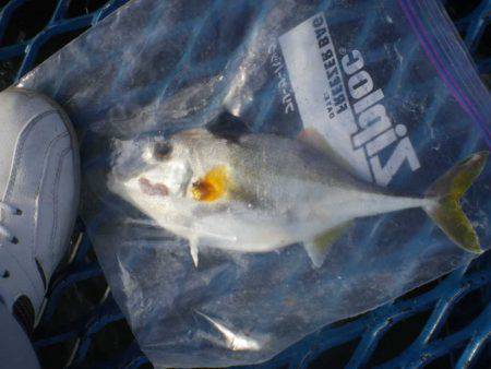 オリジナルメーカー海づり公園(市原市海づり施設) 釣果