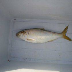 オリジナルメーカー海づり公園(市原市海づり施設) 釣果