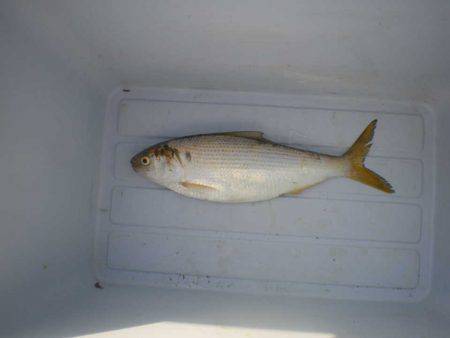 オリジナルメーカー海づり公園(市原市海づり施設) 釣果