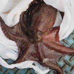 オリジナルメーカー海づり公園(市原市海づり施設) 釣果