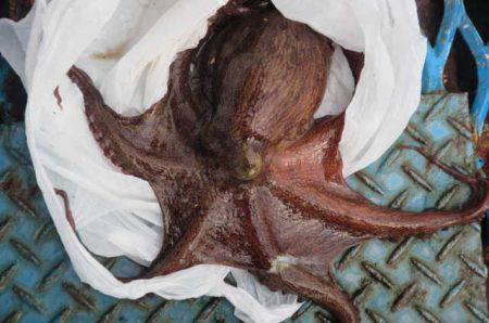 オリジナルメーカー海づり公園(市原市海づり…