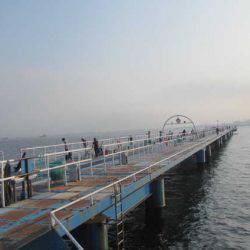 オリジナルメーカー海づり公園(市原市海づり施設) 釣果