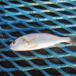 オリジナルメーカー海づり公園(市原市海づり施設) 釣果